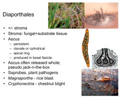 Class: Sordariomycetes  Subphylum: Pezizomycotina  Phylum: Ascomycota
Important plant pathogens such us chestnut blight, rice blast