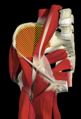 Combined with the Psoas Major to form the Iliopsoas.
Actions include...