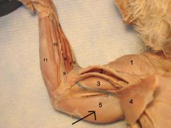 Movement: extends the antebrachium (forearm)