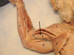 Movement: flexes the antebrachium (forearm)
