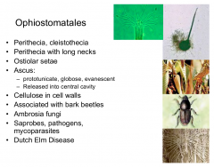 Class: Sordariomycetes  Subphylum: Pezizomycotina  Phylum: Ascomycota
This is where ambrosia fungi and dutch elm disease sit