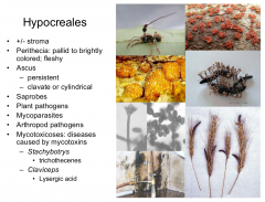 Class: Sordariomycetes  Subphylum: Pezizomycotina  Phylum: Ascomycota
Plant pathogens, mycoparasites, saprobes