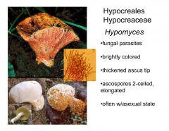 Family: Hypocreacea Order: Hypocreales Class: Sordariomycetes  Subphylum: Pezizomycotina  Phylum: Ascomycota
The lobster mushroom!