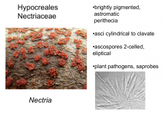 Family: Nectriaceae Order: Hypocreales Class: Sordariomycetes  Subphylum: Pezizomycotina  Phylum: Ascomycota
Brightly pigmented , raised perithecia