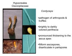 Family: Clavicipitaceae Order: Hypocreales Class: Sordariomycetes  Subphylum: Pezizomycotina  Phylum: Ascomycota