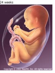 Size: About 8-10 inches long and wieghs 8-12 ounces at the beginning of the month.


Development: Fat deposits under skin, fetus appears wrinkled, and breathing movements begin.