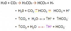 The biggest sources of acid in a daily basis is the production of CO2 during aerobic respiration

CO2 is not an acid because it does not contain any H+

However CO2 from respiration combines with water to form H2CO3 which disassociates into HCO3-...
