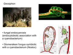 Class: Glomeromycetes
Fungus + cyanobacteria symbiosis
Recent discover found in caves