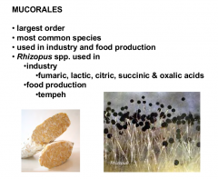 class of the zygomycetes
Contains Rhizopus and Pilobolus