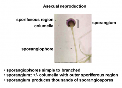 Sporangiophore is the whole thing whil Columella is just the tip where the spores are born