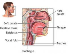 Receptable for food

Tongue tastes/guides food

Teeth grind food

Mix food with saliva (from salivary glands)

Minimal digestion of carbohydrates and lipids