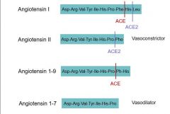 Ang II = vasoconstrictor
Ang 1-7 = vasodilator (main product of ACE2)