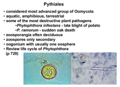 Phylum: Oomycota
Most advanced oomycota
Really knarly plant pathogens