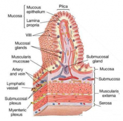 One of the four layers of the GI tract wall

Includes epithelial cell layer, thin ECM, thin layer of muscle
(musclaris mucosae)