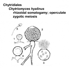 Order: Chytridiales  Phylum: Oomycota
Rhizoids, operculate zoosporangium