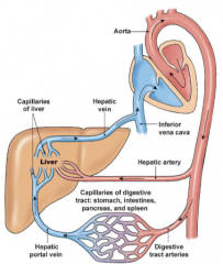 Splanchnic circulation

Blood
      leaving from the gut must pass through the liver 

The portal
      system is the movement of blood from one capillary to another capillary
      bed