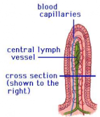 Fat absorption into lymphatic system