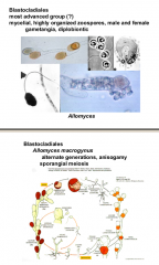 Order: Blastocladiales
diplobiontic life cycle