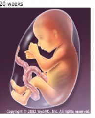 - Size: About 6 1/2 - 7 inches long, weighs about 4-5 ounces as month begins
- Hair, eyelashes, and eyebrows appear
- Teeth continue to develop 
- Organs are maturing 
- Becomes more active
