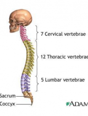 7 Cervical

(12) thoracic

(5) lumbar

(5) fused sacral vertebrae

four (4) fused coccygeal vertebrae