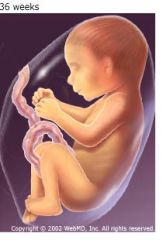 - Size: About 17-18 inches long, weighs about 5-6 pounds as month begins 
- Weight gain continues 
- Skin becomes smooth as fat deposits continue 
- Movements decrease as the fetus has less room to move around 
- Acquires disease-fighting antibodi...