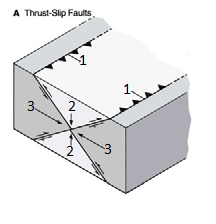 Thrust-slip faults 

1. 30 °

2. σ3

3. σ1

