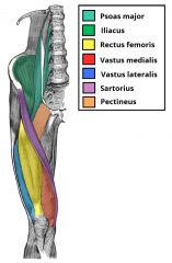 1) Rectus femoris
2) Vastus lateralis
3) Vastus medialis
4) Vastus intermedius