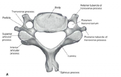 foramen transversarium (foramen of the transverse process)
