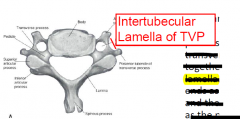 Intertubercular lamella of Transverse Process