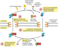 החלבון nucler transport תופס קארגו
ואז נכנס לאחר שהוא נכנס צריך לשחרר
אותו 
מי שמשחרר אותו הוא Ran-GTP ( שזורחן קודם על ידי RAN-GEF)
לכן Ran GTP כרגע קשור...