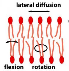 1. lateral diffusion
2. lataerl rotation
3. flip flop
