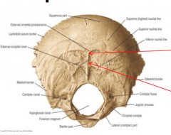 External Occipital Crest