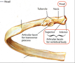 2 articular facets on the HEAD of the ribs:
- Superior articular facet
- Inferior articular facet 
