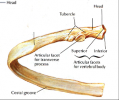 1. On the HEAD of the ribs: 2 articular facets -> articulate with the body of 2 vertebrae (1 above and 1 below) 

2. On the TUBERCLE of the ribs: costotransverse joint -> articulate with  the transverse process (on the thoracic vertebrae) 