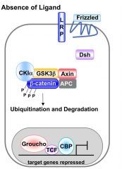 B catenin is targeted for degradation. Thus it does not enter the nucleus and therefore there is no target gene expression.