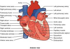 1. Left pulmonary artery
2. Left atrium
3. Left pulmonary veins
4. Mitral (bicuspid) valve
5. Aortic valve
6. Pulmonary valve
7. Left ventricle
8. Papillary muscle
9. Interventricular septum
10. Epicardium
11. Myocardium
12. Endocardium
13. Aorta
...