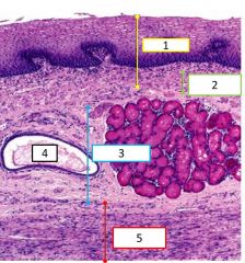 Histological features of the esophagus