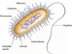 Single bacterium
No nucleus
Cytoplasm
Cell membrane
Cell wall 
Flagellum