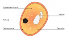 Single-celled fungus
Nucleus
Cytoplasm 
Cell membrane
Cell wall 
Vacuole