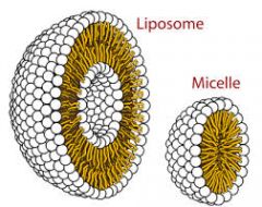ליפוזום זהו מבנה בעל דו שכבה של פוספוליפידים עם ליבה הידרופילית.
מיצלה זוהי שכבה אחת של פוספוליפידים עם ליבה הידרופובית.