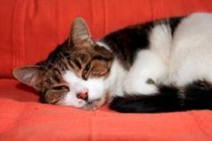 What is the treatment plan for a cat with chronic bacterial rhinitis?