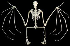 True Flight.


 


Bats are the only truly flying mammals – volant. Only with active flight have the resources of the aerial habitat been successfully exploited. 


 


Bat bones tend to be light and slender. Bats are like birds in th...