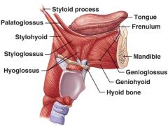 what i the innervation of the palatoglossus (soft palate muscle) and action?