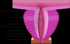 Pars prostatica is the widest and most extended part about of 3 cm long. 


It passes throughprostata from its base to its apex. 


On posterior wall of the prostatic part there is longitudinalridge crista urethralis. 


In its middle part there i...