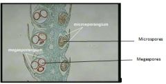 Megasporangia and Microsporangia of Selaginella: