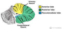Anterior Lobe: Anterior to the primary fissure, receives majority of input from the spinocerebellar tracts.

Posterior Lobe: Between the primary and dorsolateral fissures. Receives majority of input from the neocortex.

Flocculonodular lobe: Rece...