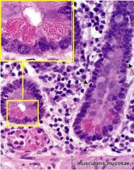 What are the characteristics and functions of these cells (Paneth cells)?