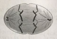 What stage of mitosis is illustrated in the figure?