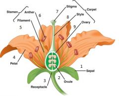 1. Sepal 
2. Ovule
3.Receptacle
4. Pedal
5. Filament 
6. Anther
7. Stigma
8.Style
9.Ovary
10.Carpel
11.Stamen