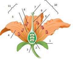 Label the Flower:
1-11